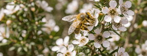 Una abeja polinizando la flor de Manuka
