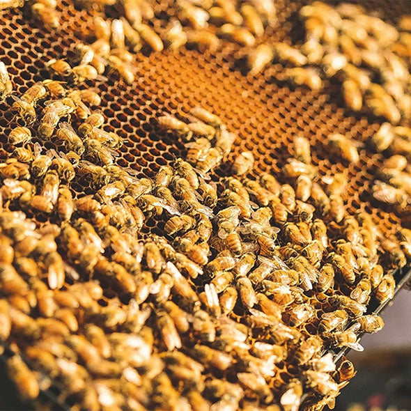 Apiarios de Comvita en la región de Bahía de la Abundancia